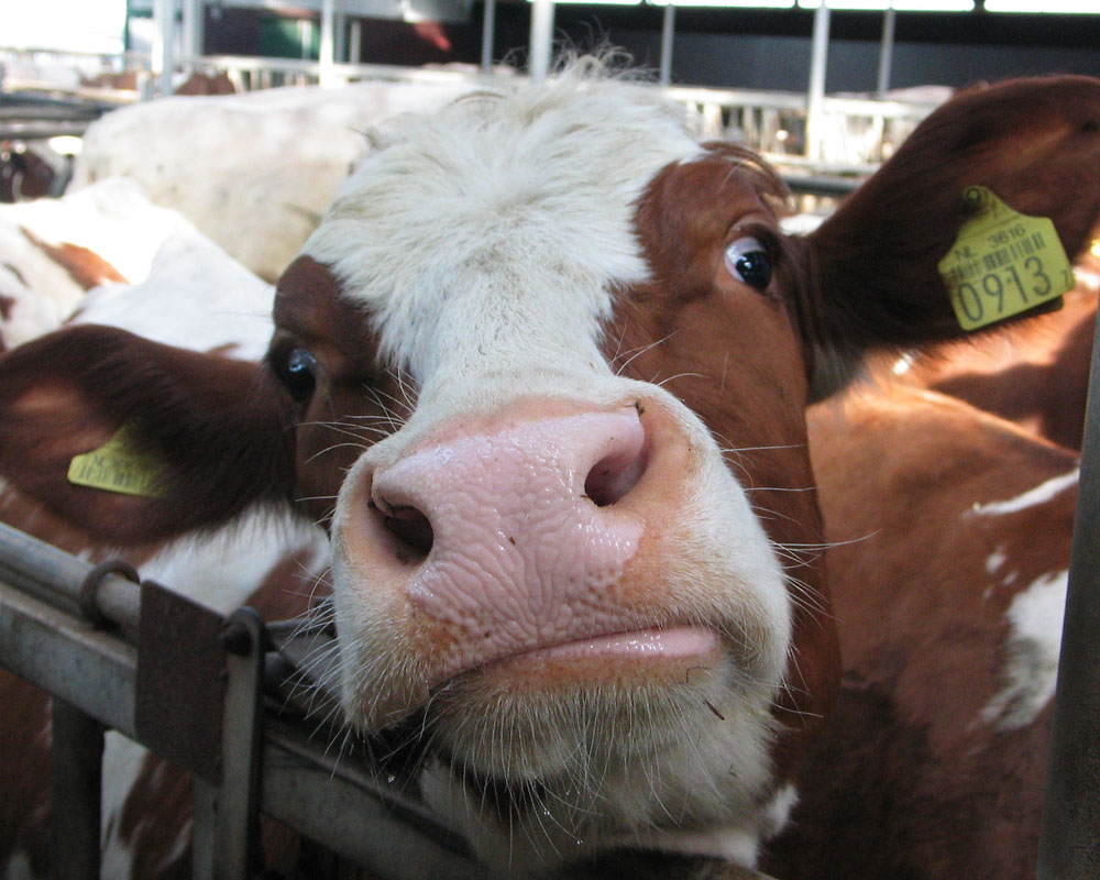 Zuivelboerderij De Leidse Kaas Koe