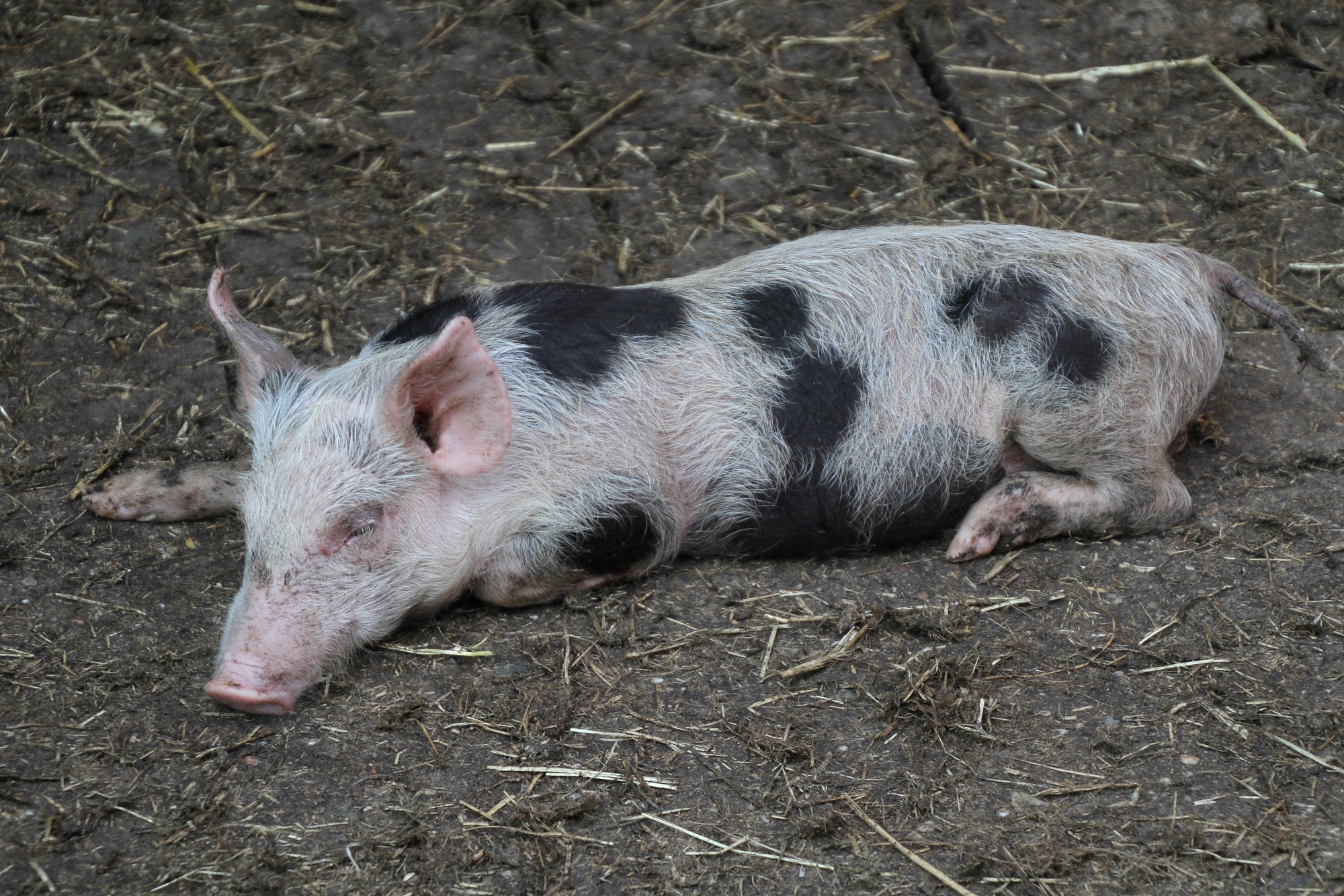 Overnachten bij Zuivelboerderij Veldhoeve