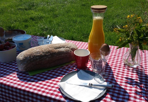 Boerenpicknick tussen de koeien