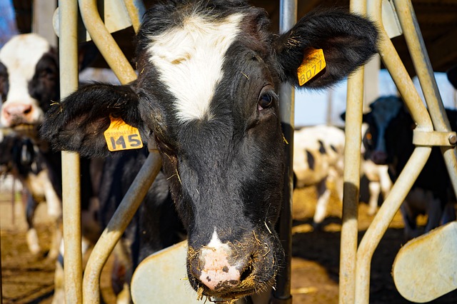 Koe knuffelen bij de Elza Hoeve