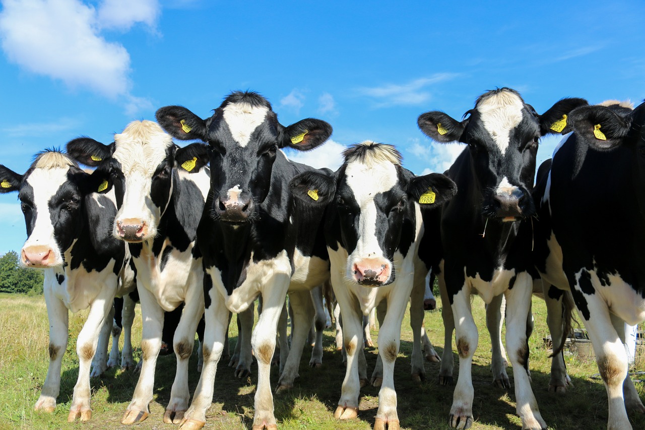 Rondleiding bij kaasboerderij Van Veen