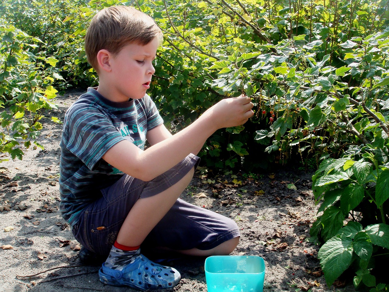 Fruit plukken in de Wilde Weide tuin