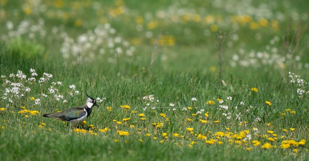 Polder Noordplas – wandelroute