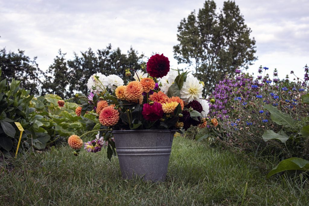 Zelfoogsttuin Bij Mei